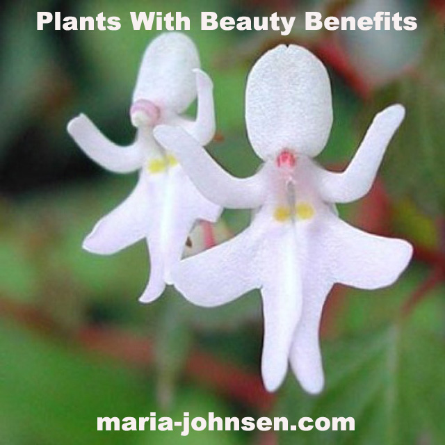 Plants With Healing Properties 